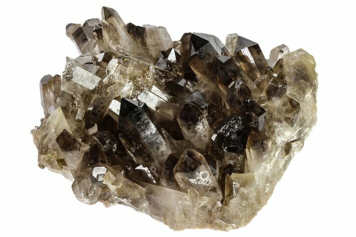 Dark Smoky Quartz Crystal Cluster - Brazil #119552